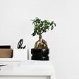 PLANT IN A BOX - Bonsaï - Ficus microcarpa - Hauteur 30-40cm - ⌀12cm - vignette
