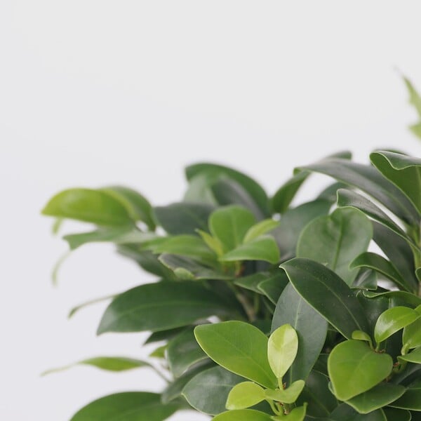 PLANT IN A BOX - Bonsaï - Ficus microcarpa - Hauteur 30-40cm - ⌀12cm - large