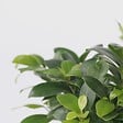 PLANT IN A BOX - Bonsaï - Ficus microcarpa - Hauteur 30-40cm - ⌀12cm - vignette