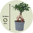 PLANT IN A BOX - Bonsaï - Ficus microcarpa - Hauteur 30-40cm - ⌀12cm - vignette