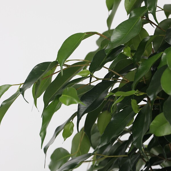 PLANT IN A BOX - Ficus pleureur - Ficus benjamina 'Danielle' - Hauteur 100-110cm - ⌀21cm - large
