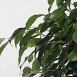 PLANT IN A BOX - Ficus pleureur - Ficus benjamina 'Danielle' - Hauteur 100-110cm - ⌀21cm - vignette