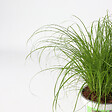 PLANT IN A BOX - Herbe à chat - Set de 4 - Cyperus zumula - Hauteur 30-40cm - ⌀12cm - vignette