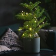 PLANT IN A BOX - Pin de Norfolk - Araucaria heterophylla - Hauteur 70-80cm - ⌀21cm - vignette