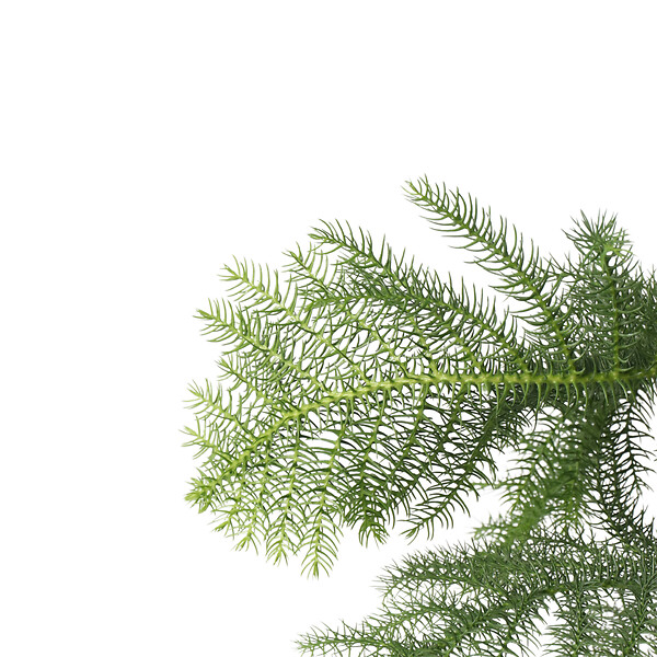 PLANT IN A BOX - Pin de Norfolk - Araucaria heterophylla - Hauteur 70-80cm - ⌀21cm - large