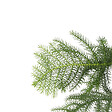 PLANT IN A BOX - Pin de Norfolk - Araucaria heterophylla - Hauteur 70-80cm - ⌀21cm - vignette
