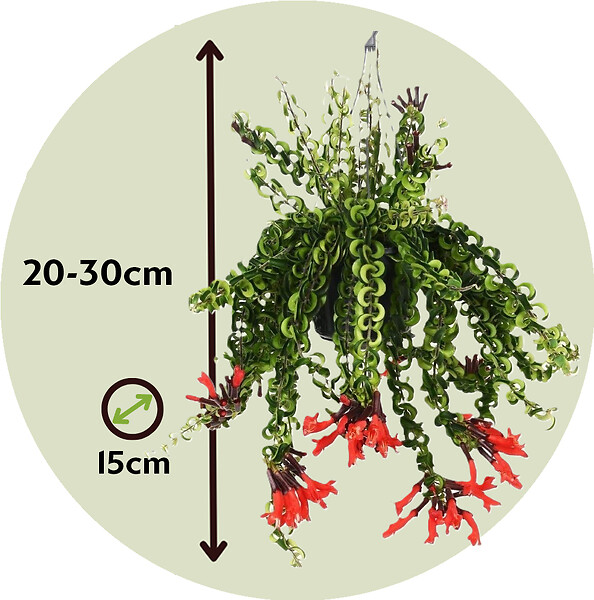 PLANT IN A BOX - Plante rouge à lèvres - Set de 2 - Aeschynanthus pulcher - H20-30cm - ⌀15cm - large