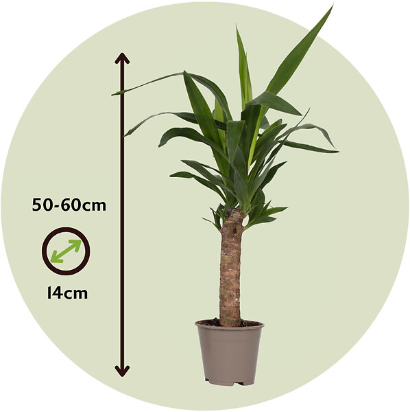 PLANT IN A BOX - Pied d'éléphant - Set de 3 - Yucca elephantipes - Hauteur 50-60cm - ⌀14cm - large