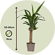 PLANT IN A BOX - Pied d'éléphant - Set de 3 - Yucca elephantipes - Hauteur 50-60cm - ⌀14cm - vignette