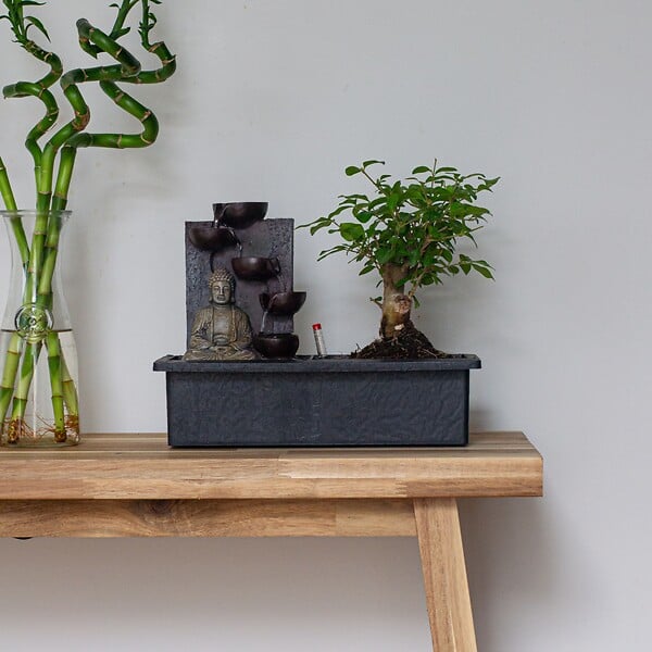 PLANT IN A BOX - Bonsaï - Bonsai - Hauteur 25-35cm - ⌀29cm - large