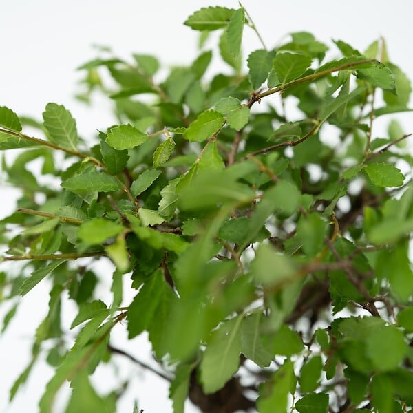 PLANT IN A BOX - Bonsaï - Bonsai - Hauteur 25-35cm - ⌀29cm - large
