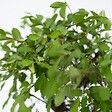PLANT IN A BOX - Bonsaï - Bonsai - Hauteur 25-35cm - ⌀29cm - vignette