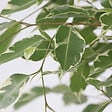 PLANT IN A BOX - Ficus pleureur - Ficus Benjamina 'Twilight' - Hauteur 100-110cm - ⌀21cm - vignette