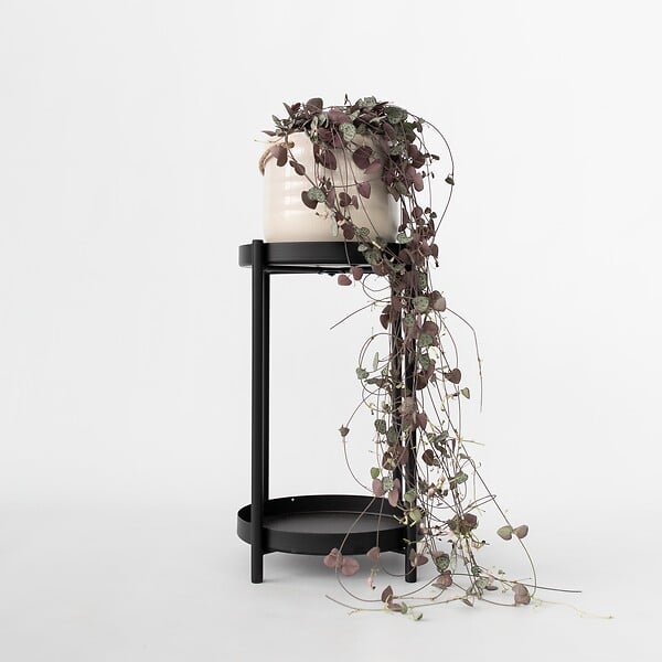PLANT IN A BOX - Chaîne des cœurs - Ceropegia linearis Woodii - Hauteur 20-30cm - ⌀14cm - large