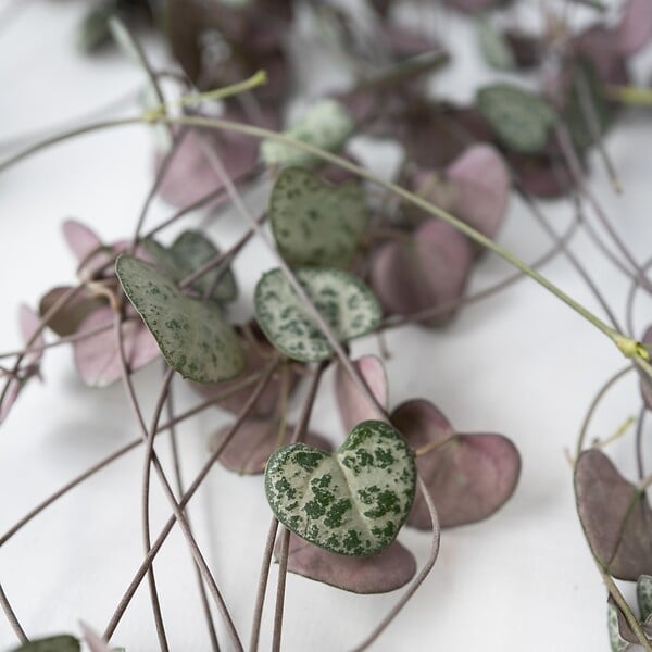 PLANT IN A BOX - Chaîne des cœurs - Ceropegia linearis Woodii - Hauteur 20-30cm - ⌀14cm - large