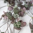 PLANT IN A BOX - Chaîne des cœurs - Ceropegia linearis Woodii - Hauteur 20-30cm - ⌀14cm - vignette