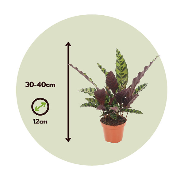 PLANT IN A BOX - Calathea ornata - Set de 2 - Goeppertia insignis - Hauteur 30-40cm - ⌀12cm - large