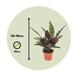 PLANT IN A BOX - Calathea ornata - Set de 2 - Goeppertia insignis - Hauteur 30-40cm - ⌀12cm - vignette