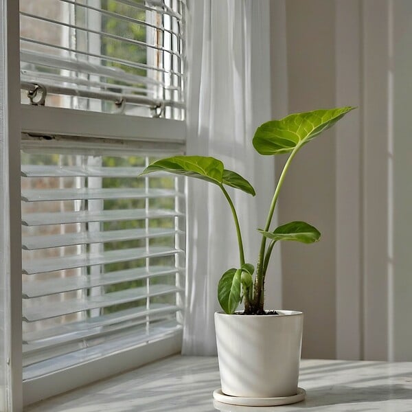 PLANT IN A BOX - Plante à grandes feuilles - Set de 2 - Alocasia Macrorrhizos - H60-70cm - ⌀17cm - large