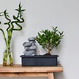 PLANT IN A BOX - Bonsaï - Bonsai - Hauteur 25-35cm - ⌀29cm - vignette