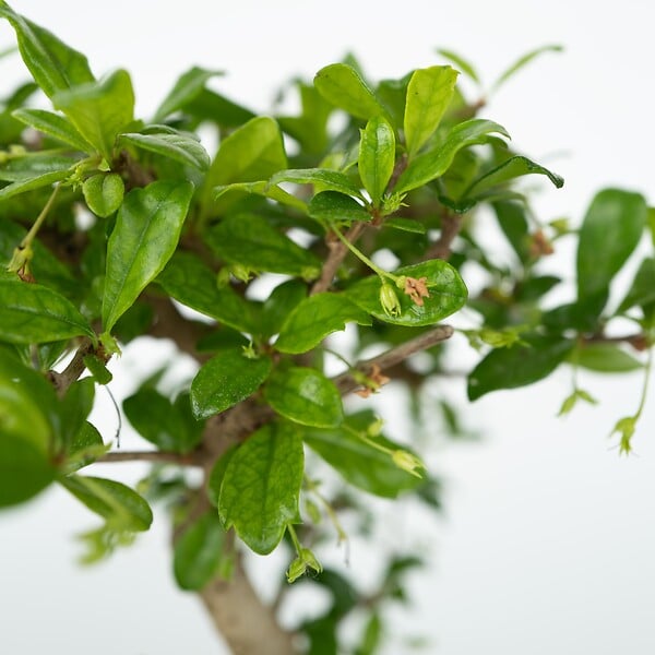 PLANT IN A BOX - Bonsaï - Bonsai - Hauteur 25-35cm - ⌀29cm - large