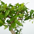 PLANT IN A BOX - Bonsaï - Bonsai - Hauteur 25-35cm - ⌀29cm - vignette