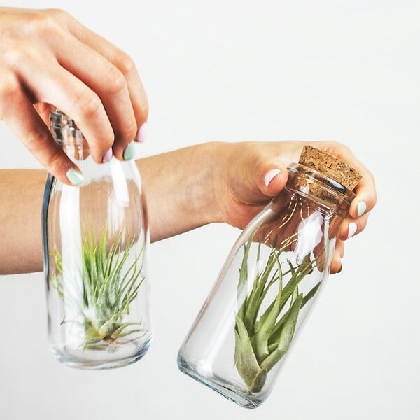 PLANT IN A BOX - Plante aérienne - Set de 3 - Tillandsia - Hauteur 5-15cm - ⌀5cm - large