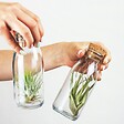 PLANT IN A BOX - Plante aérienne - Set de 3 - Tillandsia - Hauteur 5-15cm - ⌀5cm - vignette
