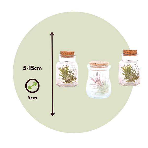 PLANT IN A BOX - Plante aérienne - Set de 3 - Tillandsia - Hauteur 5-15cm - ⌀5cm - large