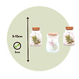 PLANT IN A BOX - Plante aérienne - Set de 3 - Tillandsia - Hauteur 5-15cm - ⌀5cm - vignette