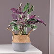 PLANT IN A BOX - Calathée - Set de 2 - Calathea Lietzei 'White Fusion' - Hauteur 30-40cm - ⌀14cm - vignette