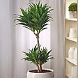 PLANT IN A BOX - Dragonnier - Dracaena surculosa - Hauteur 50-65cm - ⌀17cm - vignette