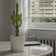 PLANT IN A BOX - Euphorbe ingens - Euphorbia ingens - Hauteur 50-60cm - ⌀17cm - vignette