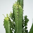 PLANT IN A BOX - Euphorbe ingens - Euphorbia ingens - Hauteur 50-60cm - ⌀17cm - vignette