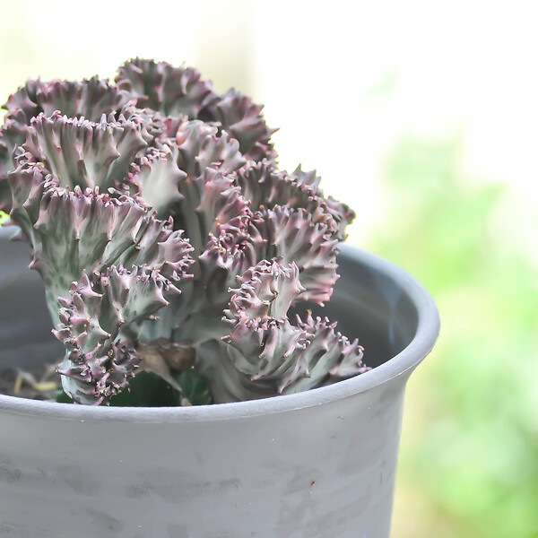 PLANT IN A BOX - Mélange d'euphorbes - Set de 2 - Euphorbia 'Lactea' - Hauteur 25-30cm - ⌀12cm - large