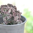 PLANT IN A BOX - Mélange d'euphorbes - Set de 2 - Euphorbia 'Lactea' - Hauteur 25-30cm - ⌀12cm - vignette