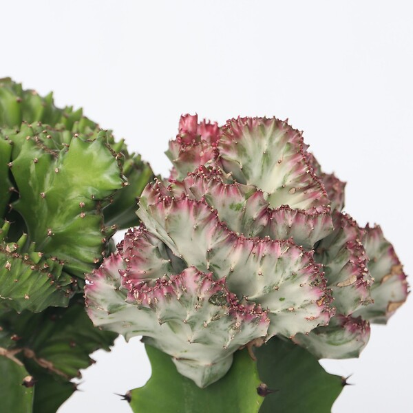 PLANT IN A BOX - Mélange d'euphorbes - Set de 2 - Euphorbia 'Lactea' - Hauteur 25-30cm - ⌀12cm - large
