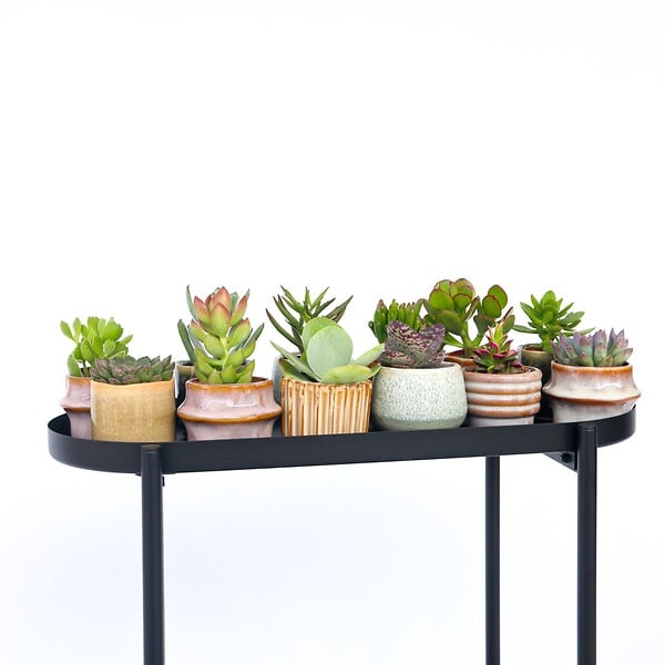 PLANT IN A BOX - Mélange de petites succulentes - Set de 12 - Succulent Mix - H5-10cm - ⌀5,5cm - large