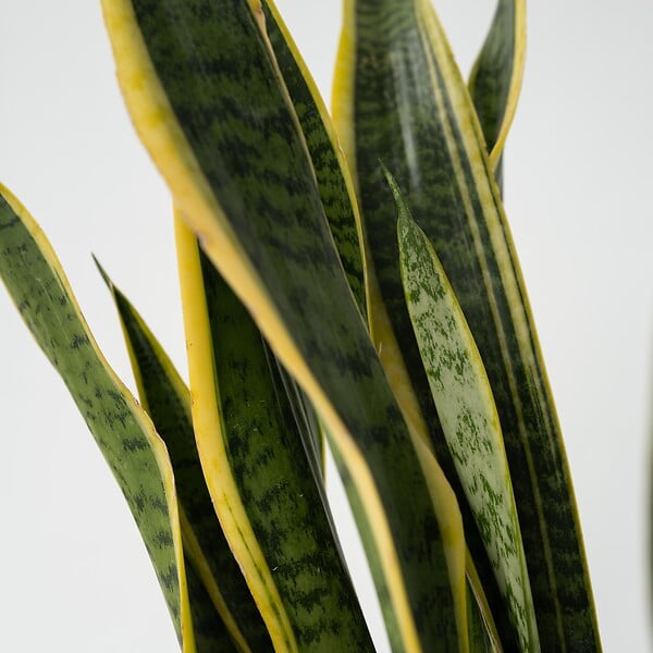 PLANT IN A BOX - Langue de belle-mère - Sansevieria trifasciata Laurentii - H65-75cm - ⌀21cm - large