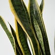 PLANT IN A BOX - Langue de belle-mère - Sansevieria trifasciata Laurentii - H65-75cm - ⌀21cm - vignette