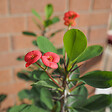 PLANT IN A BOX - Euphorbe de Madagascar - Euphorbia 'Milii' - Hauteur 25-35cm - ⌀13cm - vignette