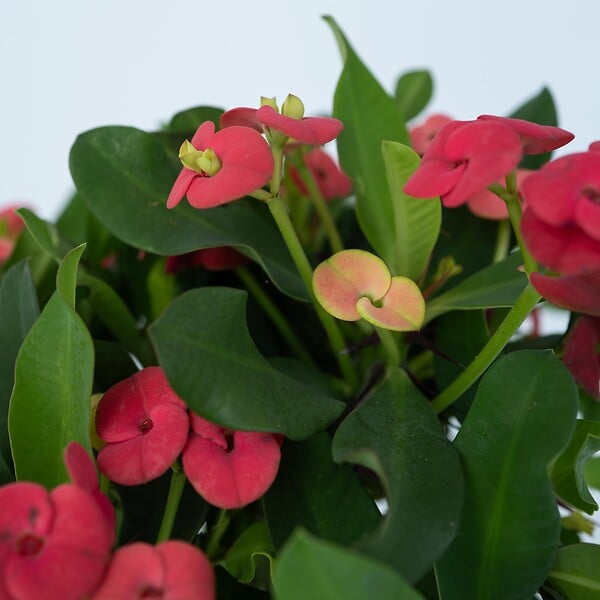 PLANT IN A BOX - Euphorbe de Madagascar - Euphorbia 'Milii' - Hauteur 25-35cm - ⌀13cm - large