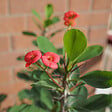 PLANT IN A BOX - Euphorbe de Madagascar - Set de 2 - Euphorbia 'Milii' - Hauteur 25-35cm - ⌀13cm - vignette