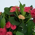 PLANT IN A BOX - Euphorbe de Madagascar - Set de 2 - Euphorbia 'Milii' - Hauteur 25-35cm - ⌀13cm - vignette