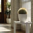 PLANT IN A BOX - Cactus de Noël - Echinocactus grusonii - Hauteur 25-35cm - ⌀25cm - vignette