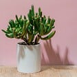 PLANT IN A BOX - Arbre de jade - Crassula ovata 'Hobbit' - Hauteur 45-50cm - ⌀23cm - vignette