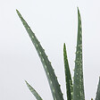 PLANT IN A BOX - Aloe vera - Set de 3 - Aloe barbadensis - Hauteur 25-40cm - ⌀10,5cm - vignette