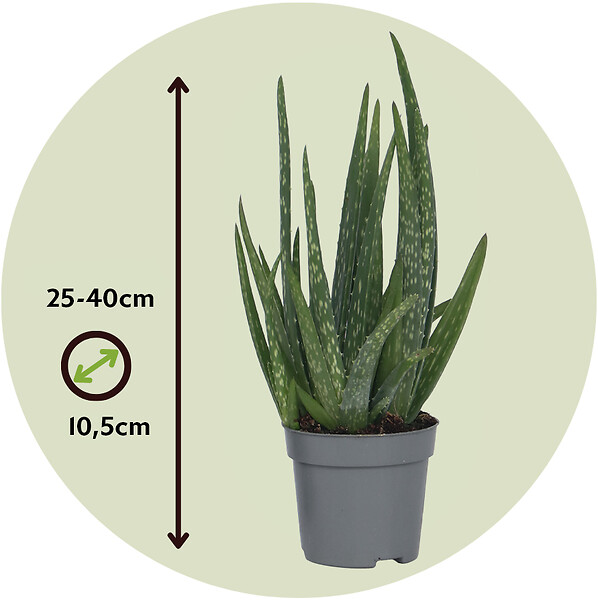 PLANT IN A BOX - Aloe vera - Set de 3 - Aloe barbadensis - Hauteur 25-40cm - ⌀10,5cm - large