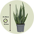 PLANT IN A BOX - Aloe vera - Set de 3 - Aloe barbadensis - Hauteur 25-40cm - ⌀10,5cm - vignette