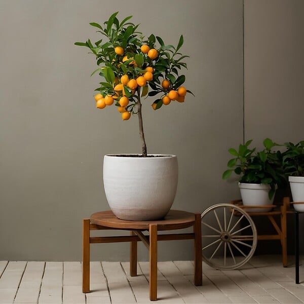 PLANT IN A BOX - Citronnier - Citrus mitis 'Calamondin' - Hauteur 55-65cm - ⌀19cm - large